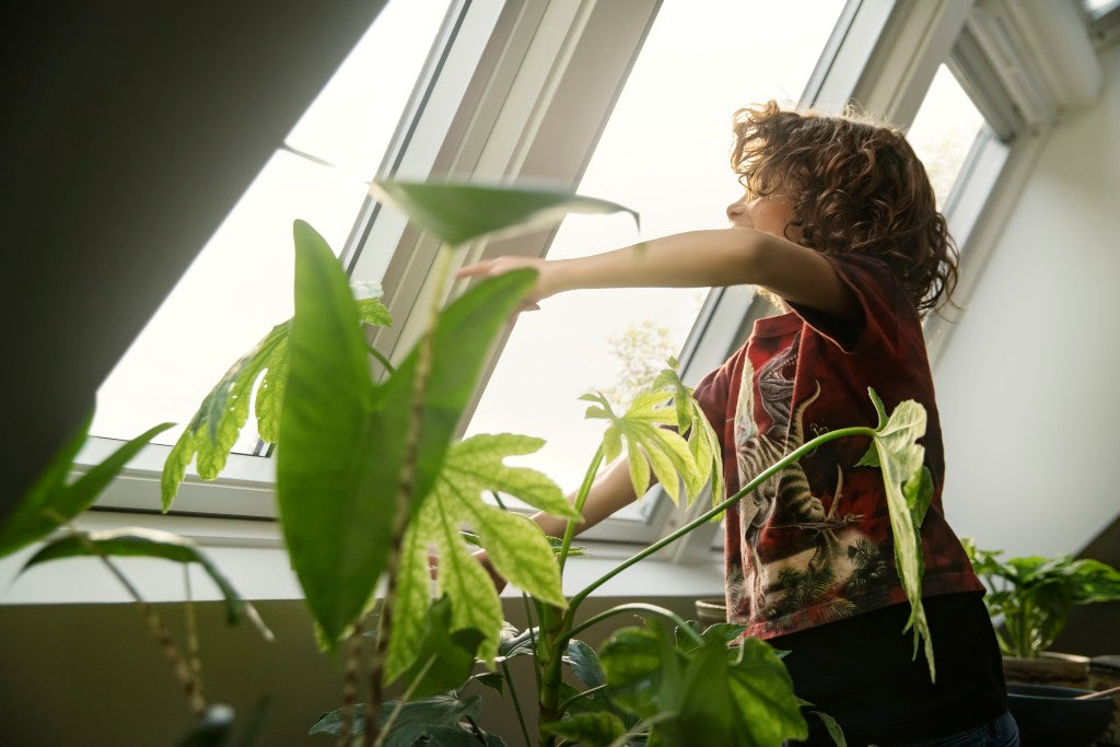 15% BAFA Förderung für Dachfenster